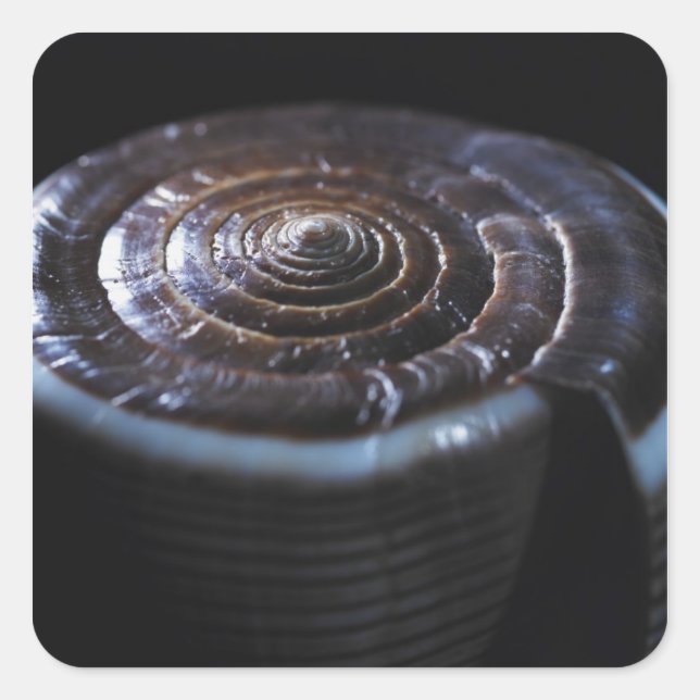 Kon-snäcka Fyrkantigt Klistermärke (Framsida)