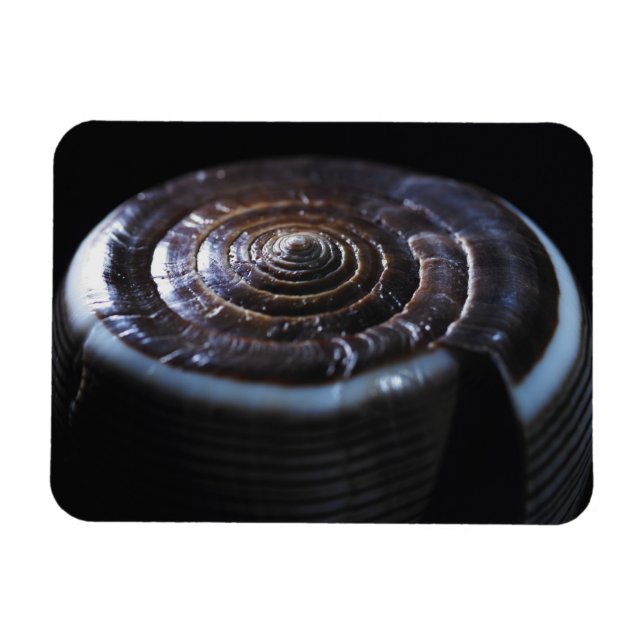 Kon-snäcka Magnet (Horisontell)