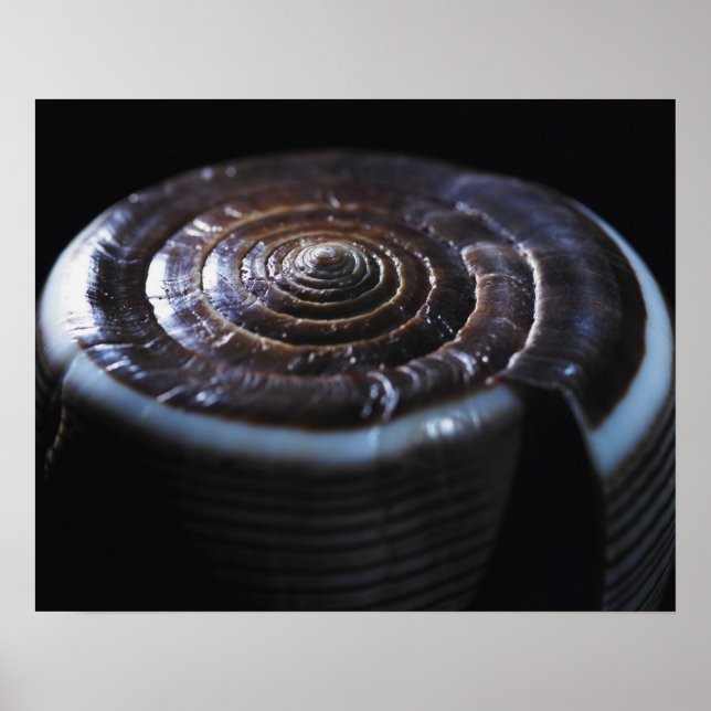 Kon-snäcka Poster (Framsidan)