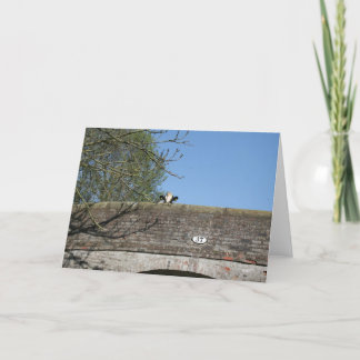 Kon som tittar över, överbryggar den Llangollen Kort