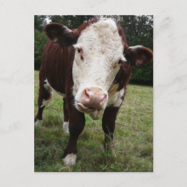 Kon Stickar ut Tunga Vykort (Framsida)