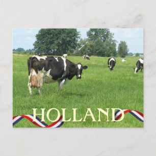 Kon tittar med vykort för Holland-kor