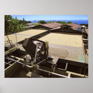 KONA COFFEE BEANS TORKNING I SOL - HAWAII POSTER