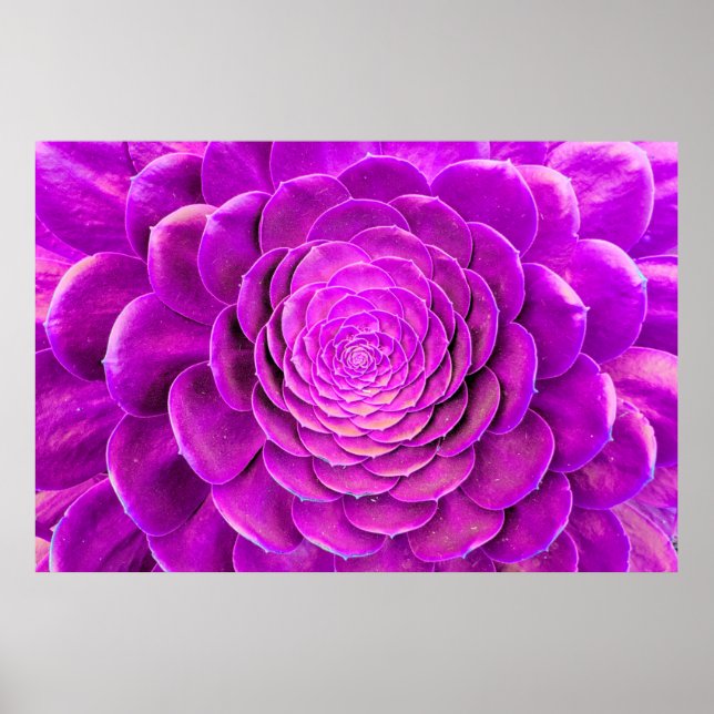 Koncactus blommar design poster (Framsidan)