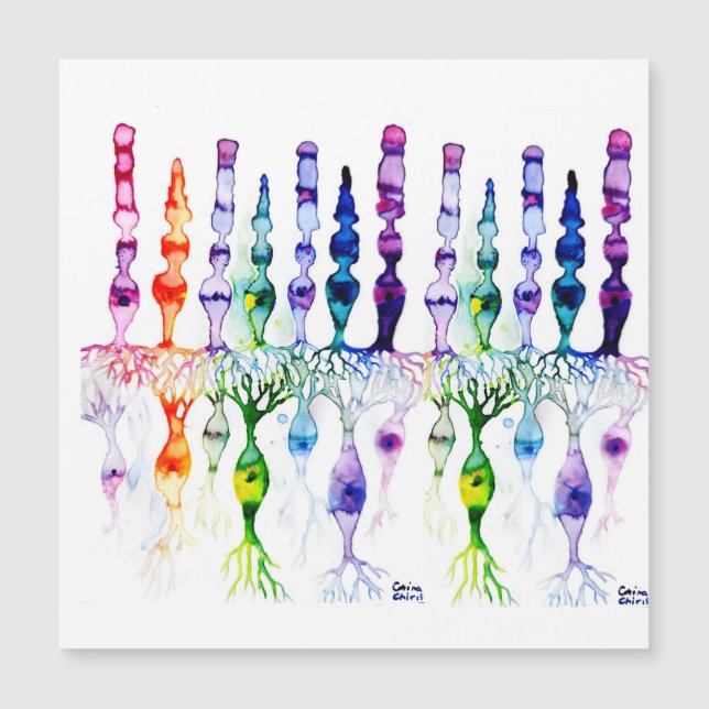 Konceller, stavceller och bipolär neurond av retin (Framsida)