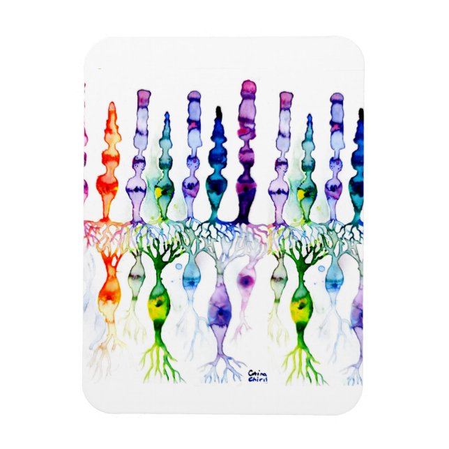 Konceller, stavceller och bipolär neurond av retin magnet (Vertikal)