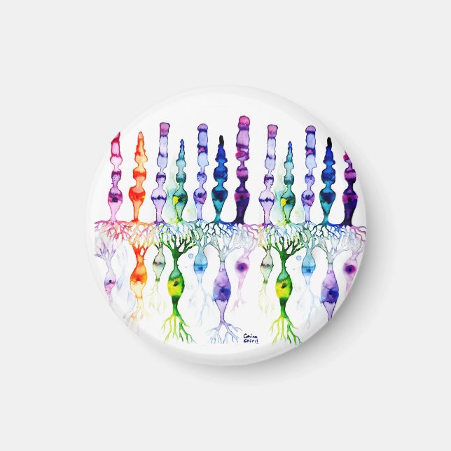 Konceller, stavceller och bipolär neurond av retin magnet (Framsidan)