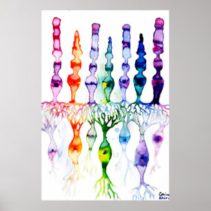 Konceller, stavceller och bipolär neurond av retin poster