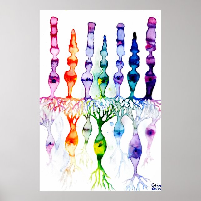 Konceller, stavceller och bipolär neurond av retin poster (Framsidan)