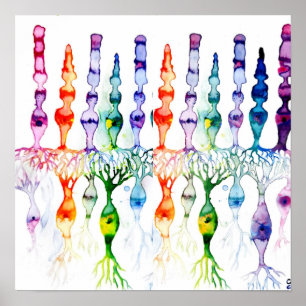 Konceller, stavceller och bipolär neurond av retin poster