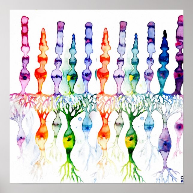 Konceller, stavceller och bipolär neurond av retin poster (Framsidan)