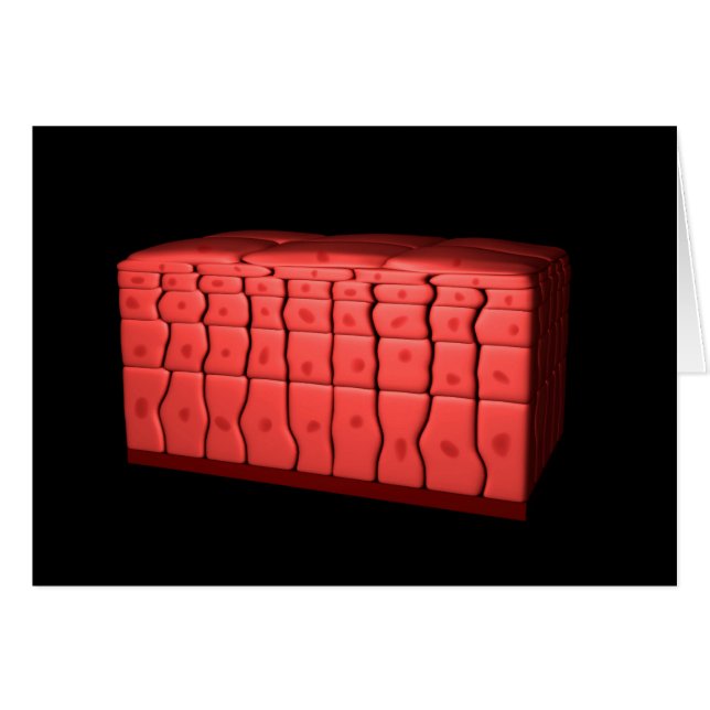 Koncept av stratifierat kvadratiskt epitel 2 hälsningskort (Framsidan Horizontal)