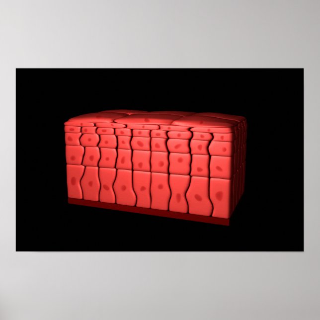 Koncept av stratifierat kvadratiskt epitel 2 poster (Framsidan)