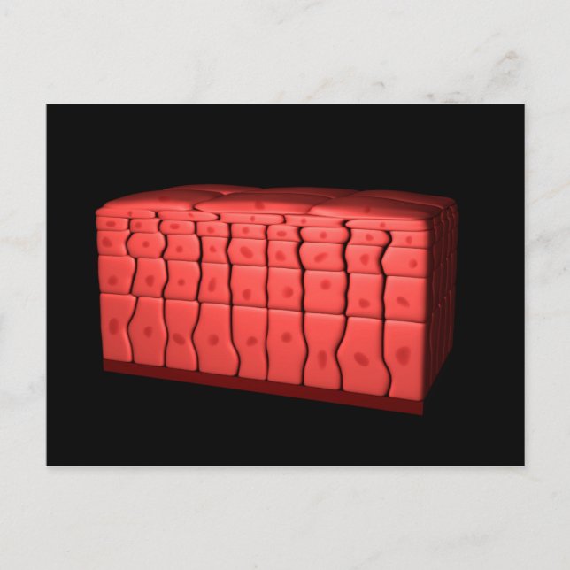 Koncept av stratifierat kvadratiskt epitel 2 vykort (Framsida)