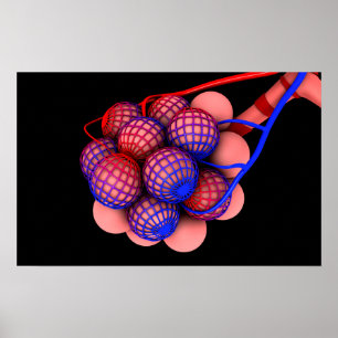 Konceptuell bild av Alveoli 1 Poster