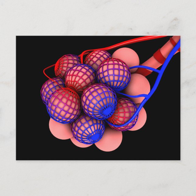 Konceptuell bild av Alveoli 1 Vykort (Framsida)