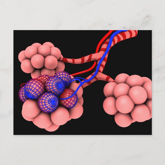 Konceptuell bild av Alveoli 2 Vykort (Framsida)