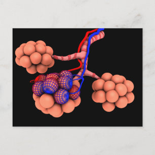 Konceptuell bild av Alveoli 3 Vykort