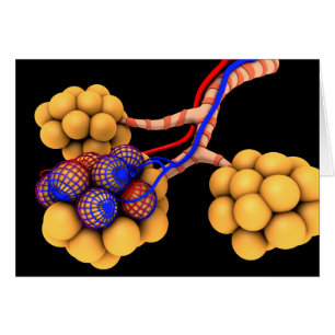 Konceptuell bild av Alveoli 4 Hälsningskort