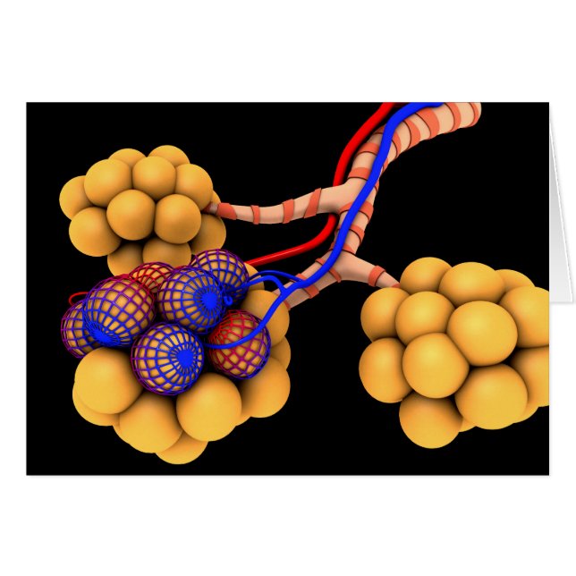 Konceptuell bild av Alveoli 4 Hälsningskort (Framsidan Horizontal)