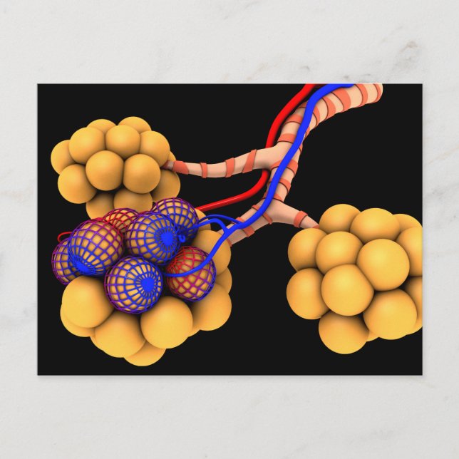 Konceptuell bild av Alveoli 4 Vykort (Framsida)