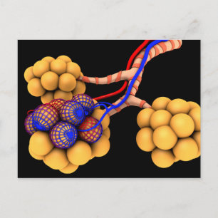 Konceptuell bild av Alveoli 4 Vykort