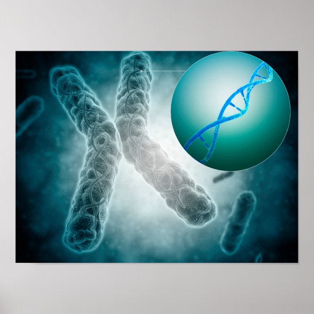 Konceptuell bild av en Telomere som visar DNA Poster (Framsidan)