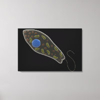Konceptuell bild av Euglena 1