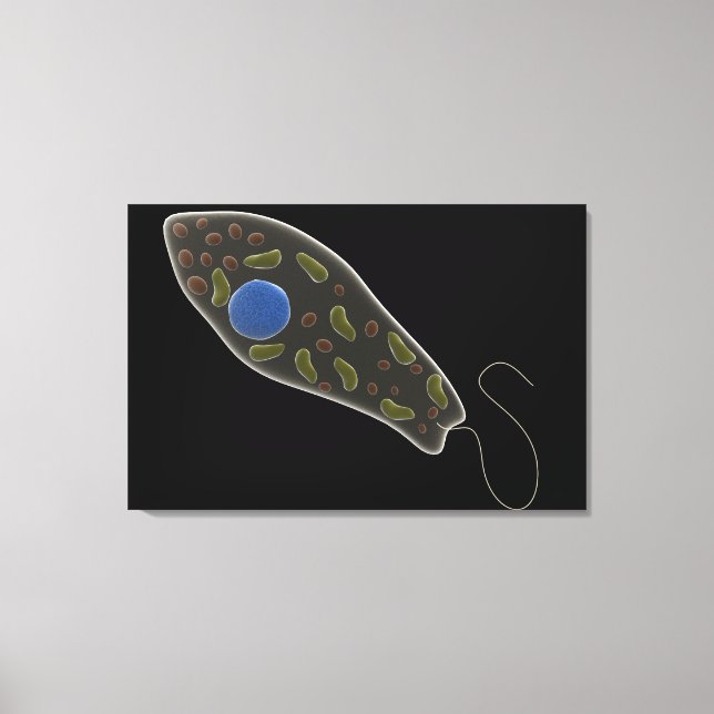 Konceptuell bild av Euglena 1 (Framsida)