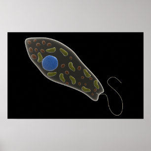 Konceptuell bild av Euglena 1 Poster
