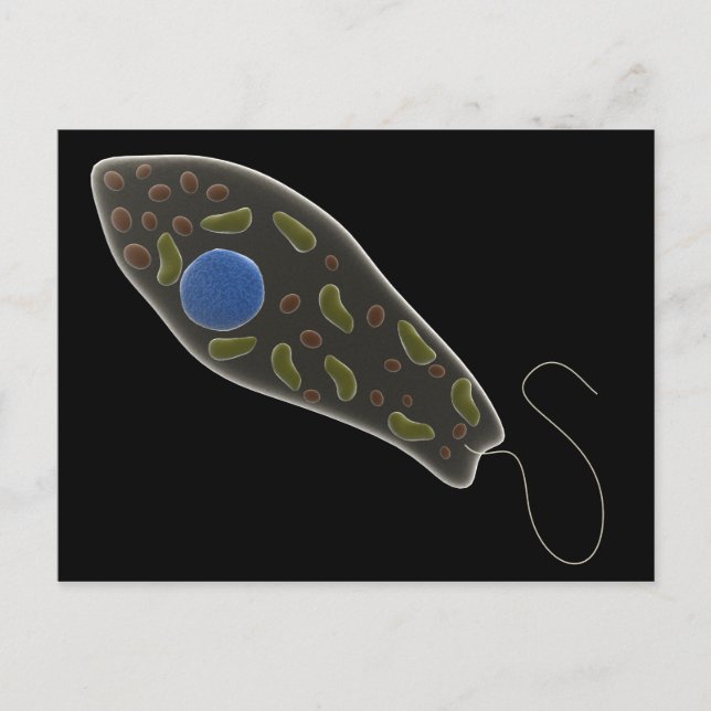 Konceptuell bild av Euglena 1 Vykort (Framsida)