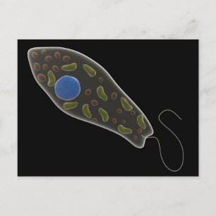 Konceptuell bild av Euglena 1 Vykort