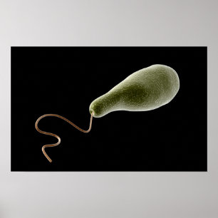 Konceptuell bild av Euglena 2 Poster