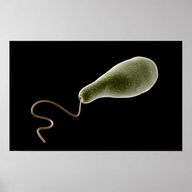 Konceptuell bild av Euglena 2 Poster (Framsidan)