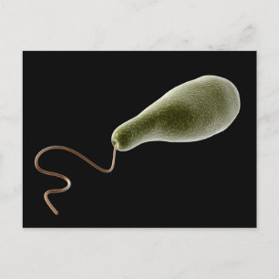 Konceptuell bild av Euglena 2 Vykort