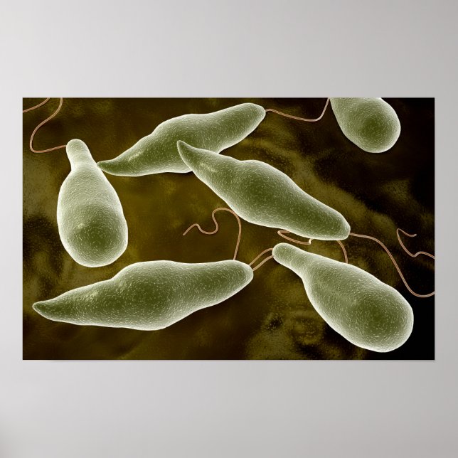 Konceptuell bild av Euglena 3 Poster (Framsidan)