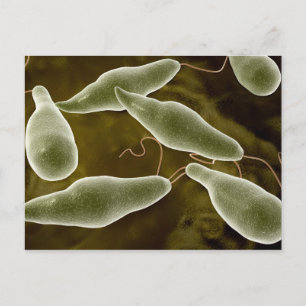 Konceptuell bild av Euglena 3 Vykort