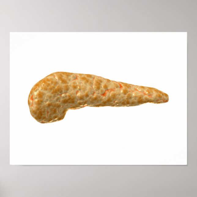 Konceptuell bild av humana bukspottkörteln poster (Framsidan)