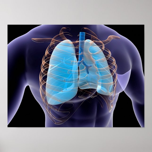 Konceptuell bild av humana lungar och revbensburar poster (Framsidan)