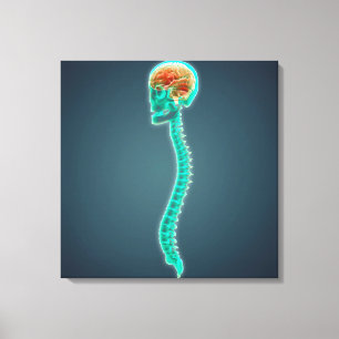 Konceptuell bild av humant hjärna, skal och ryggra