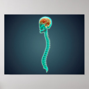 Konceptuell bild av humant hjärna, skal och ryggra poster