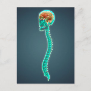 Konceptuell bild av humant hjärna, skal och ryggra vykort