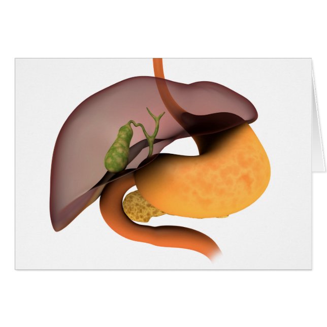 Konceptuell bild av humant matsmältningssystem 1 hälsningskort (Framsidan Horizontal)