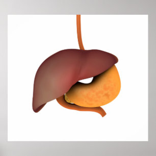 Konceptuell bild av humant matsmältningssystem 3 poster