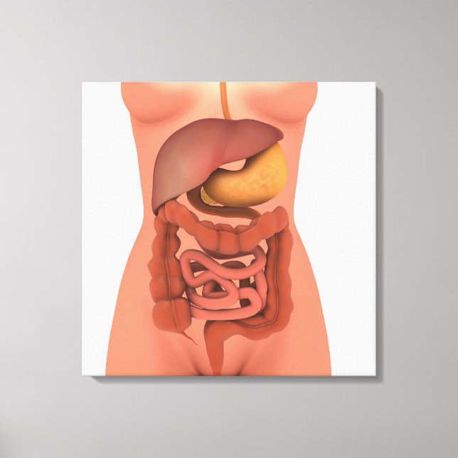 Konceptuell bild av humant matsmältningssystem 5 (Framsida)