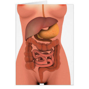Konceptuell bild av humant matsmältningssystem 5 hälsningskort