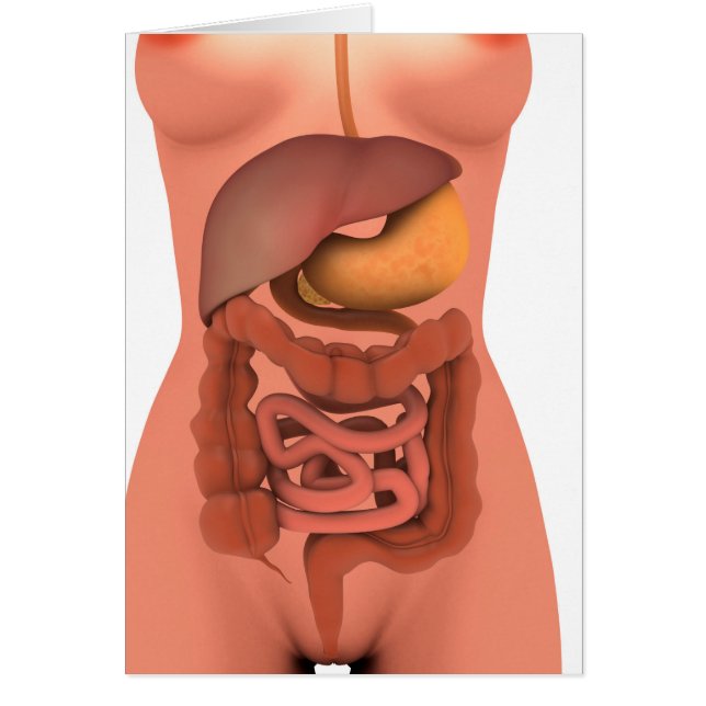Konceptuell bild av humant matsmältningssystem 5 hälsningskort (Framsidan)