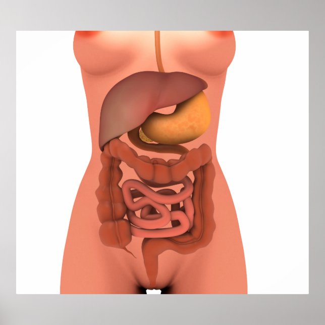 Konceptuell bild av humant matsmältningssystem 5 poster (Framsidan)