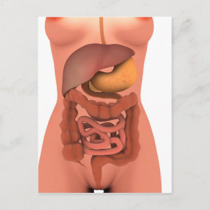 Konceptuell bild av humant matsmältningssystem 5 vykort