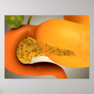 Konceptuell bild av humant pankreas och stomach poster